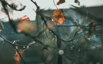 Quiet and Receptive in November